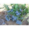Саженец голубики Денис Блю (Denis Blue): фото и описание