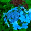 Саженец гортензии крупнолистной Блюберд (Blue Bird): фото и описание