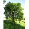 Саженец дуба Черешчатый от 150 см: фото и описание