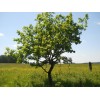 Саженец дуба Европейский от 150 см: фото и описание