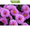 Саженцы астры Патрисия Баллард (Patricia Ballard) -  5 шт.: фото и описание