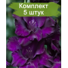 Луковицы гладиолуса Блэк Вельвет (Black Velvet) -  5 шт.: фото и описание