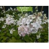 Саженцы гортензии метельчатой Мега Минди (Mega Mindy) -  5 шт.: фото и описание