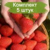 Саженцы ремонтантной клубники Клеопатра (Ранняя) -  5 шт.: фото и описание