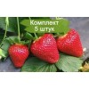 Саженцы Клубники Пирчинкью (Ранняя) -  5 шт.: фото и описание