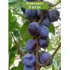 Саженцы ранней фиолетовой сливы Блю Свит (Blue Sweet) колоновидная -  5 шт.: фото и описание