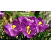 Луковицы крокуса крупноцветкового Флауэр Рекорд (Flower Record)  -  5 шт.: фото и описание