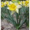 Луковицы нарцисса Тополино (Topolino) -  5 шт.: фото и описание