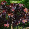 Саженцы персика краснолистного Негус -  5 шт.: фото и описание