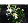 Саженцы ромашки нивяника Сноу Леди (Snow Lady) -  5 шт.: фото и описание