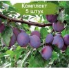 Саженцы ранней фиолетовой сливы Заречная ранняя -  5 шт.: фото и описание