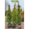 Туя Смарагд (Smaragd) (Smaragd) 100-150 см -  5 шт.: фото и описание