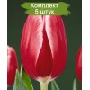 Луковицы тюльпана Кунг-фу (Kung Fu) -  5 шт.: фото и описание