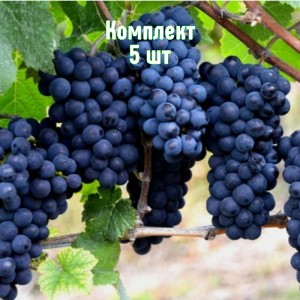 Комплект 5шт / Виноград Каладок