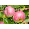 Саженцы Яблони Уэлси (Wealthy) -  5 шт.: фото и описание