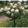 Саженцы розы штамбовой (3 шт. ) Роза Шопен (Chopin): фото и описание